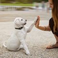 犬に「ハイタッチ」…