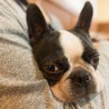 犬を抱っこする時に…