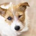 怒りっぽい犬は友好…
