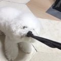 お前はバッドボーイ…