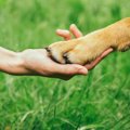 犬と過ごす幸せな時…