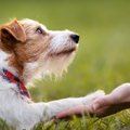 犬が『幸せ』を飼い…