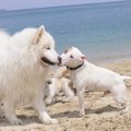 犬のヒートの時期と…