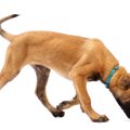犬の脳は嗅覚を使っ…