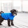 『洋服を着せるべき…