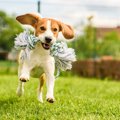 犬と遊びすぎてしま…