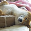 犬が飼い主から離れ…