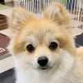 トラウマを抱えた愛…