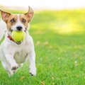 犬が大好きなボール遊び！上手な遊び方やおすすめ8選を紹介！
