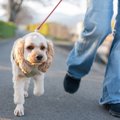 犬の歩き方がいつも…