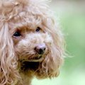 老犬の震えはどうし…