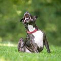 犬にとって超危険な…