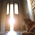 犬が飼い主をお見送…