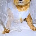 なんとなく『犬にウ…