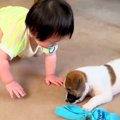 赤ちゃんと保護子犬…