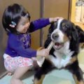 超大型犬と子どもの…