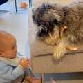 0歳の赤ちゃんとお兄…