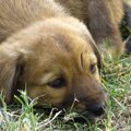 子犬を襲う3つの恐い…