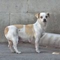 保護した犬は子犬を…