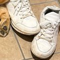 『やけに大型犬が静…