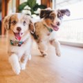 犬が『急にダッシュ…