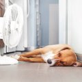 夏に犬の『食欲が落…