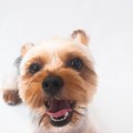 犬の鼻の色が変わる…