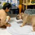 犬が乗ってる『布団…