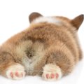 犬が『お尻』でして…