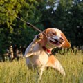 犬が散歩中に飼い主…