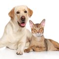 ペットの犬や猫の排…