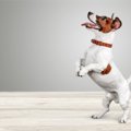 犬が『突進』してく…