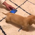 赤ちゃん犬にスマホ…