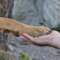 ドッグセラピーとは