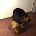 犬の精神病『強迫性…