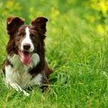 犬が『雑草』を食べ…