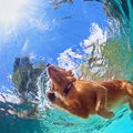 夏に増える犬の事故3…