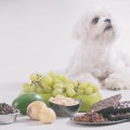 犬に『絶対にNGな食…