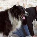 犬は人間の様な行動…