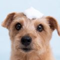 犬の体が臭い時の原…
