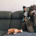 犬をペット不可のマ…