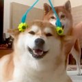 コロコロでマッサー…