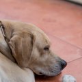 犬が『吐く直前』に…