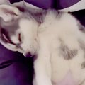 8年間、大型犬を一緒…