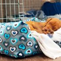 犬がトイレシーツの…