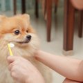 犬が『歯磨きを拒否…