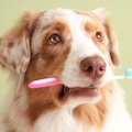 犬の『口臭』が悪化…