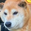散歩でよく会う『柴…