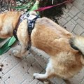 夢だと言ってくれ…。…