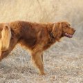 犬が人に『オシッコ…